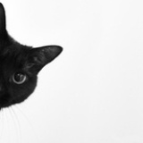 猫爪永远在上