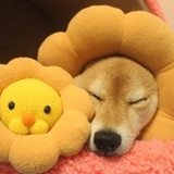 眠眠