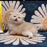 精灵蓝金薛猫舍