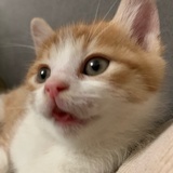 点点