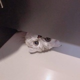 虫虫92