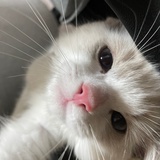 爱酱