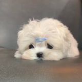 想吃番茄牛腩