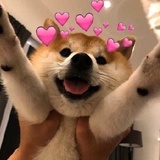 开到荼蘼