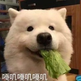 许白