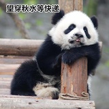 我爱panda