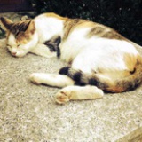 田沐