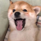野七