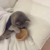 森蚺