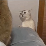 酷儿喵