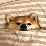 丰息的风夕