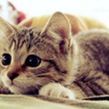 沙漠里的一只猫