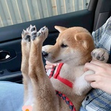 咕咕