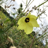 米洛森