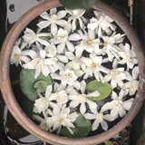 呼啸上庄