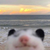weeboo