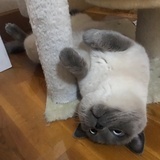 煤球最可爱