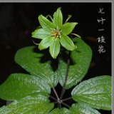 七叶一枝花