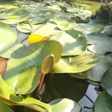 寻梦的夏虫
