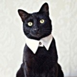 猫懒