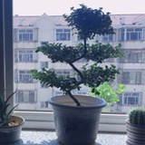玉米粒121