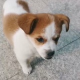 点点