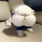 假如我是真的