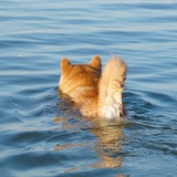 重庆个鬼的森林