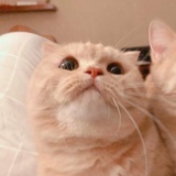大橘🐱为重
