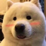 本大大卷