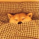 炸雨树条