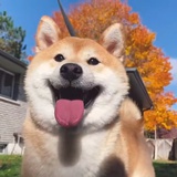 lok