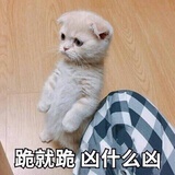 橘枝