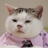 想养猫养狗的鹅