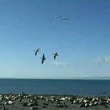 如是