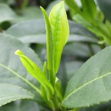 安吉白茶