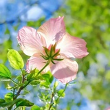 芳茗芙蓉