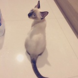 暹罗流浪猫🐱
