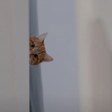 吃饭睡觉躲猫猫