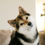 大鹏