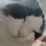 小脆皮熊
