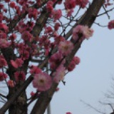 栀子花的季节