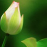 洛怜