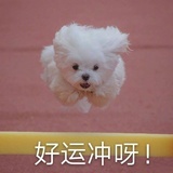 咔咔卷毛