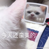 小鱼和你拼啦