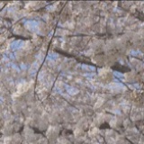 将雨确雪