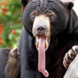 您老朋友王狗熊