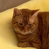 多肥的猫