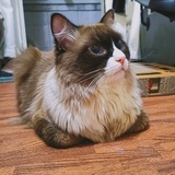 张小仙?