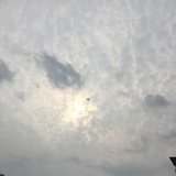 是西红柿
